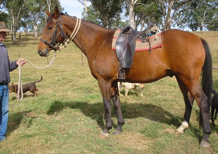 Osiodłany gniady australijski koń stockowy trzymany na linie przez mężczyznę w kapeluszu (koń stockowy w Nowej Południowej Walii, nie pokaz w Katherine)