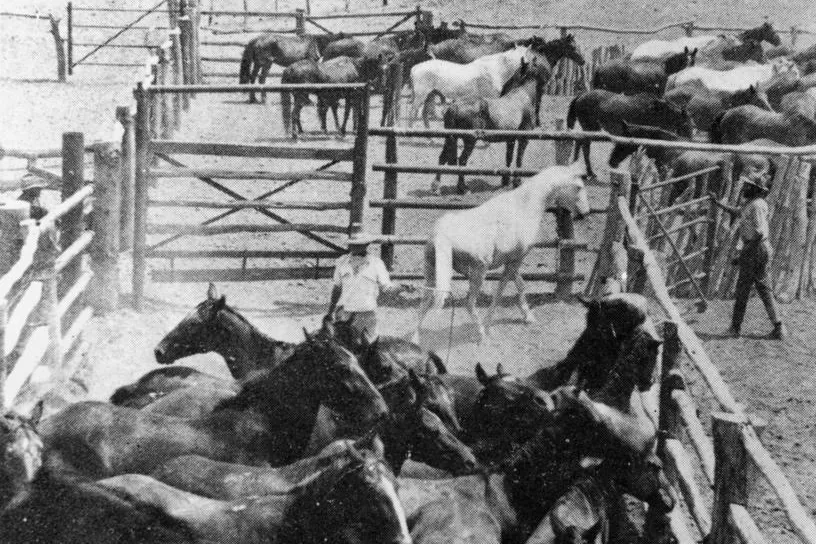 ノーザンテリトリーの牧場の木製囲いの中に多くの馬が詰め込まれ、中央に淡い色の馬が一頭いる白黒写真